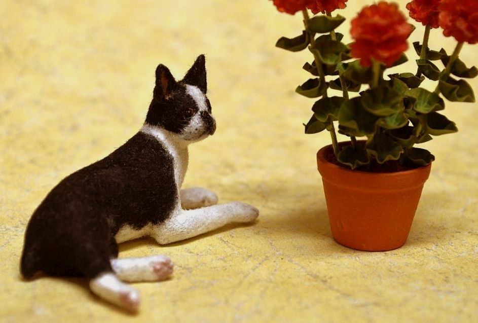 Hand carved 



furred realistic OOAK dollhouse miniature Boston terrier